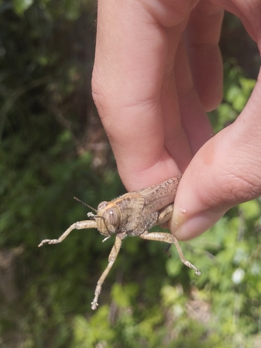 Egyptian Bird Grasshopper