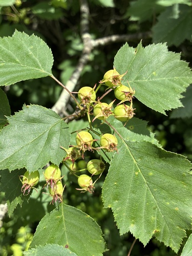 Crataegus macrosperma, photograph 3