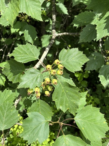 Crataegus macrosperma, photograph 4