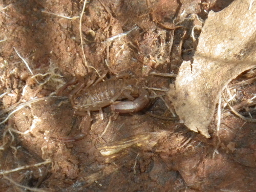 Serradigitus gertschi striatus