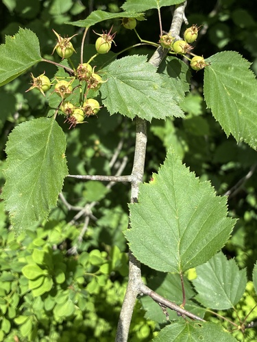 Crataegus macrosperma, photograph 5