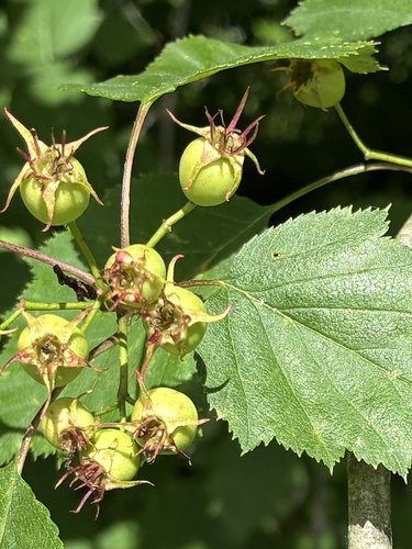 Crataegus macrosperma, photograph 6