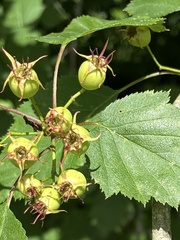 Crataegus macrosperma, photograph (c) er-birds, some rights reserved (CC BY)