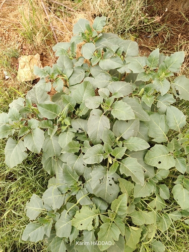 downy thorn-apple