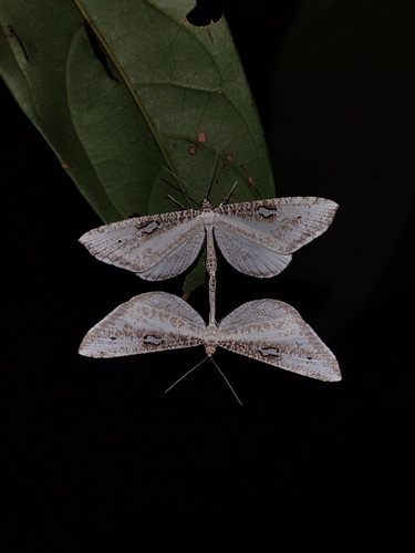 Lagarta-das-folhas (Macrosoma tipulata)