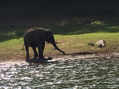 Elephantidae