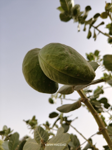 giant milkweed