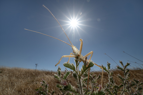 Predatory Bush-cricket