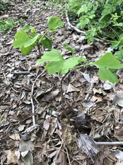 Ginkgo biloba