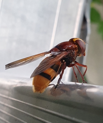 Hornet Mimic Hover Fly