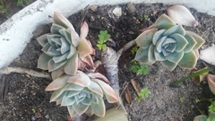 Graptoveria