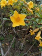 Allamanda schottii