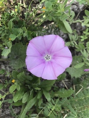 Convolvulus stachydifolius