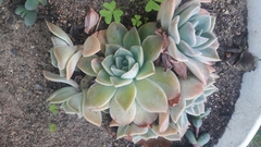 Graptoveria