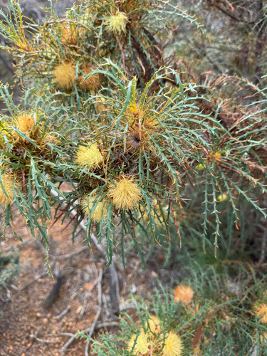 Banksia acanthopoda (Banksia acanthopoda)