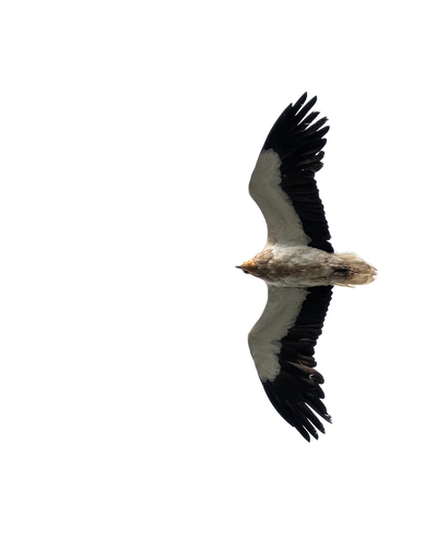 Egyptian Vulture