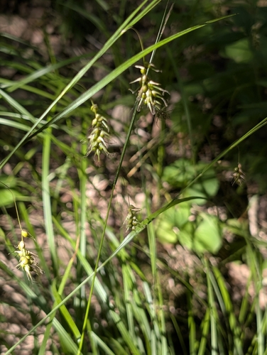 Carex sprengelii, photograph 6