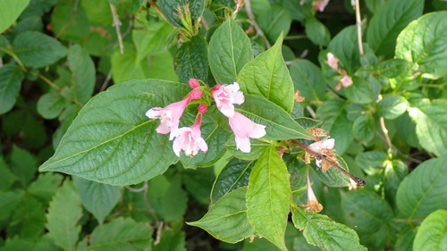 Weigela hortensis observed 2026-06-18