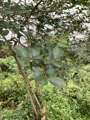 Lagerstroemia indica