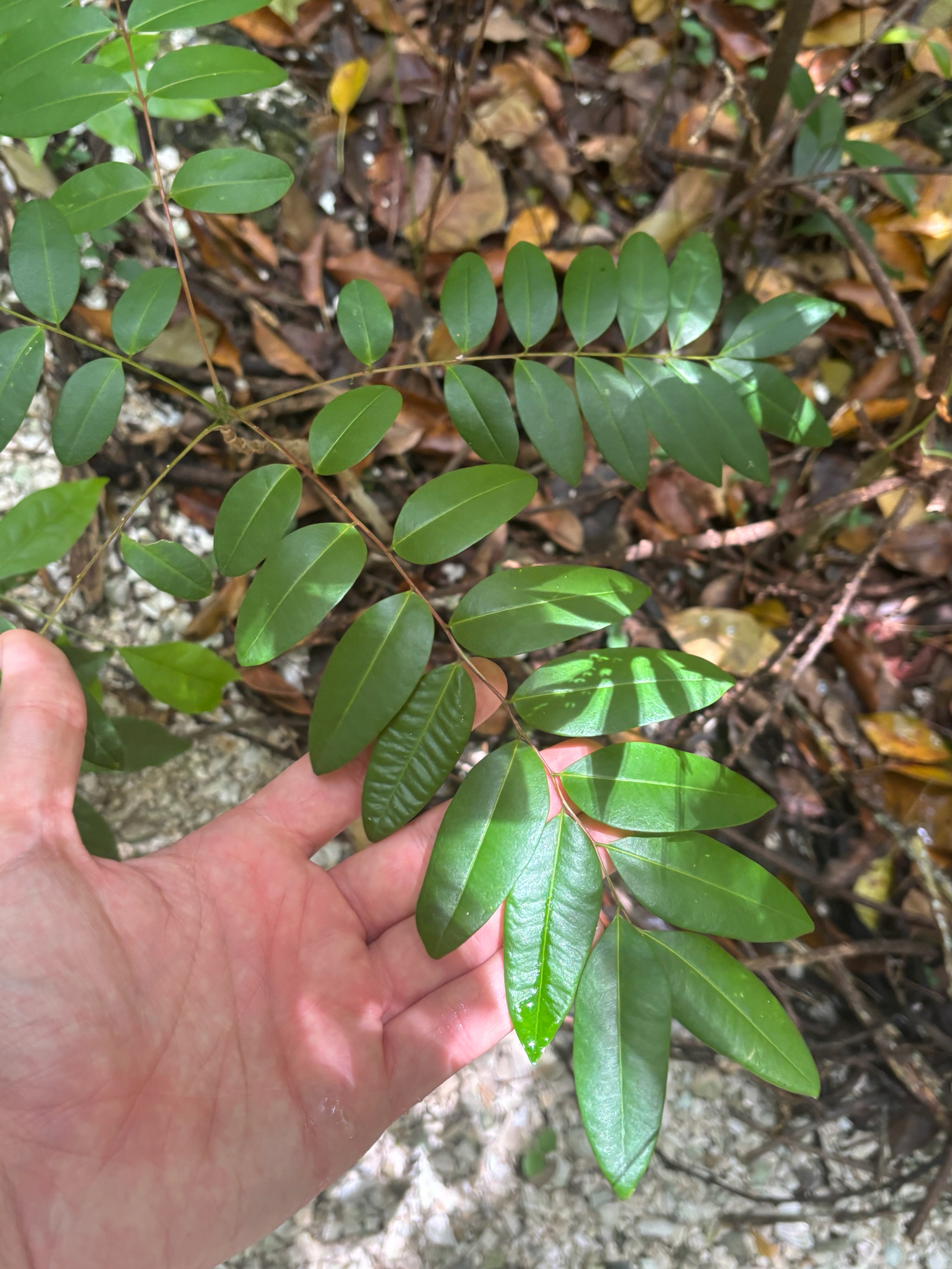 Foto de Simarouba glauca DC.