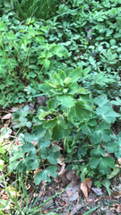 Aquilegia vulgaris