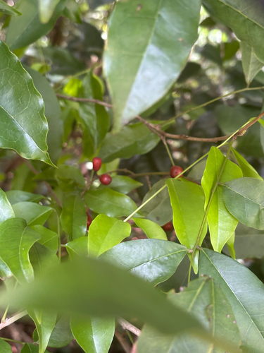 Picramnia pentandra, photograph 6