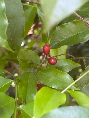 Picramnia pentandra, photograph 5