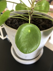 Pilea peperomioides