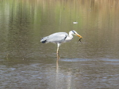 Ardea cinerea