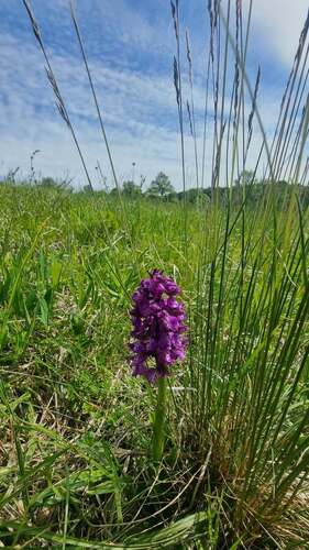 Anacamptis morio, 2026-06-21