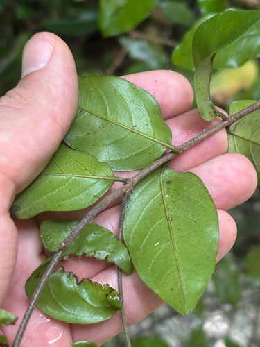 Krugiodendron ferreum, photograph 5