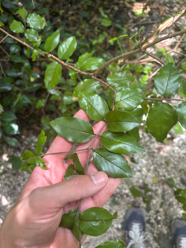 Krugiodendron ferreum, photograph 4