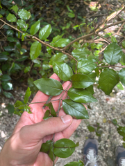 Krugiodendron ferreum, photograph author not stated, no rights reserved