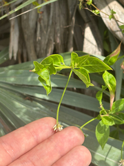 Alternanthera flavescens, photograph author not stated, no rights reserved