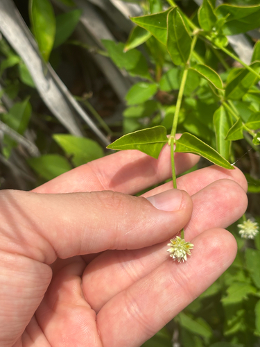 Alternanthera flavescens, photograph 5