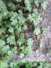 Hydrocotyle batrachium