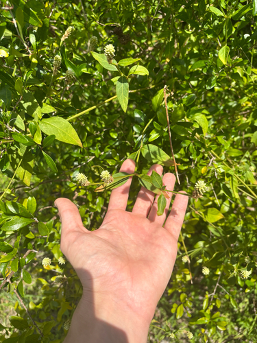 Alternanthera flavescens, photograph 4