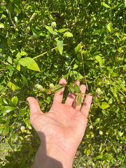 author not stated, no rights reserved Alternanthera flavescens, photograph author not stated, no rights reserved
