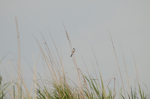 Long-tailed Shrike