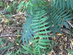 Ailanthus triphysa