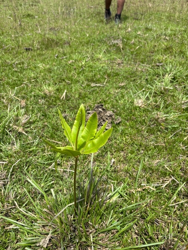 Helminthostachys zeylanica observed 2026-06-21