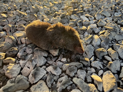 North American Least Shrew observed by smurph1