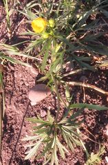Ranunculus arvensis