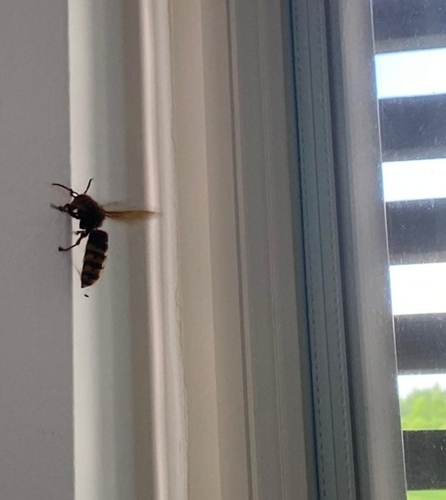 European Hornet