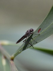 Chiromyzinae