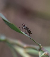 Chiromyzinae