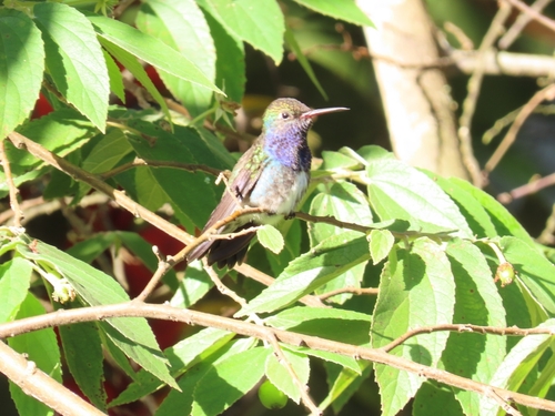 Sapphire-spangled Emerald
