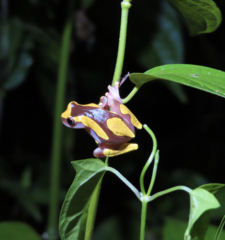 Dendropsophus leucophyllatus