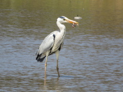 Ardea cinerea