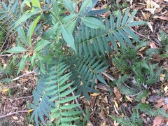 Ailanthus triphysa